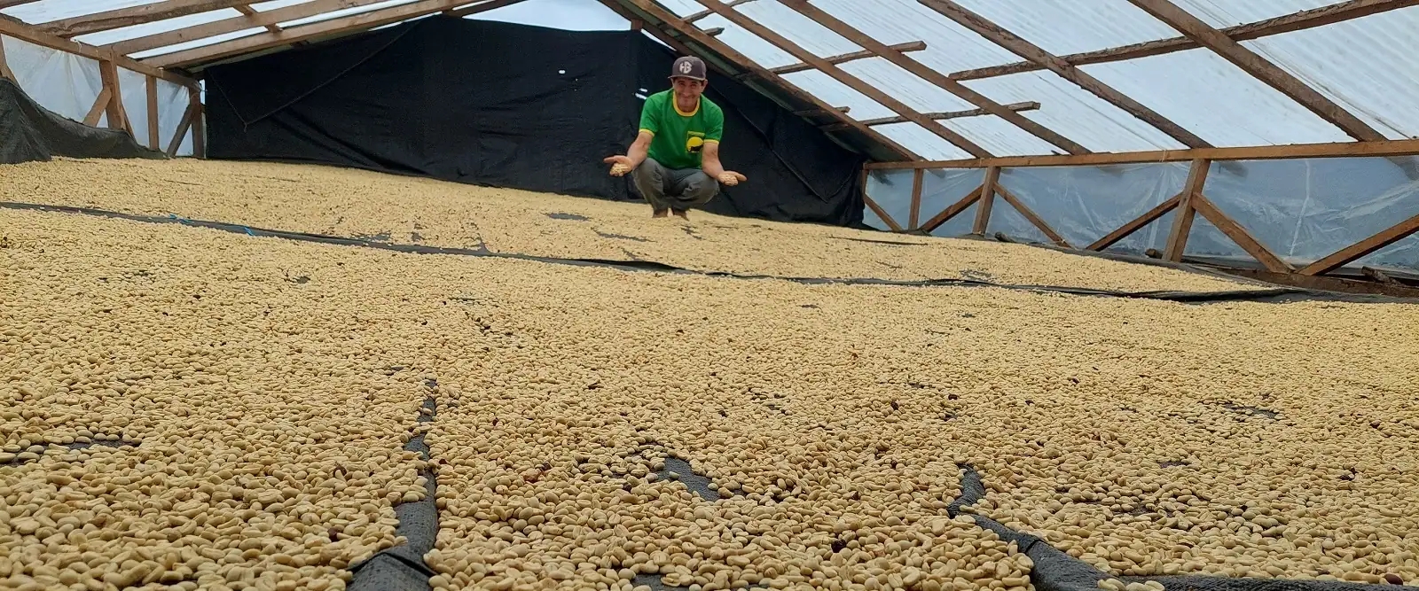 Coffee farm with drying beans