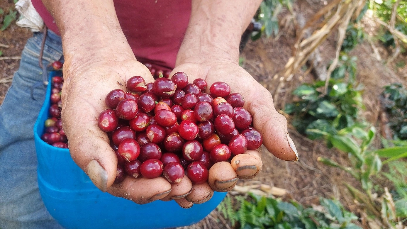 Coffee farm with drying beans