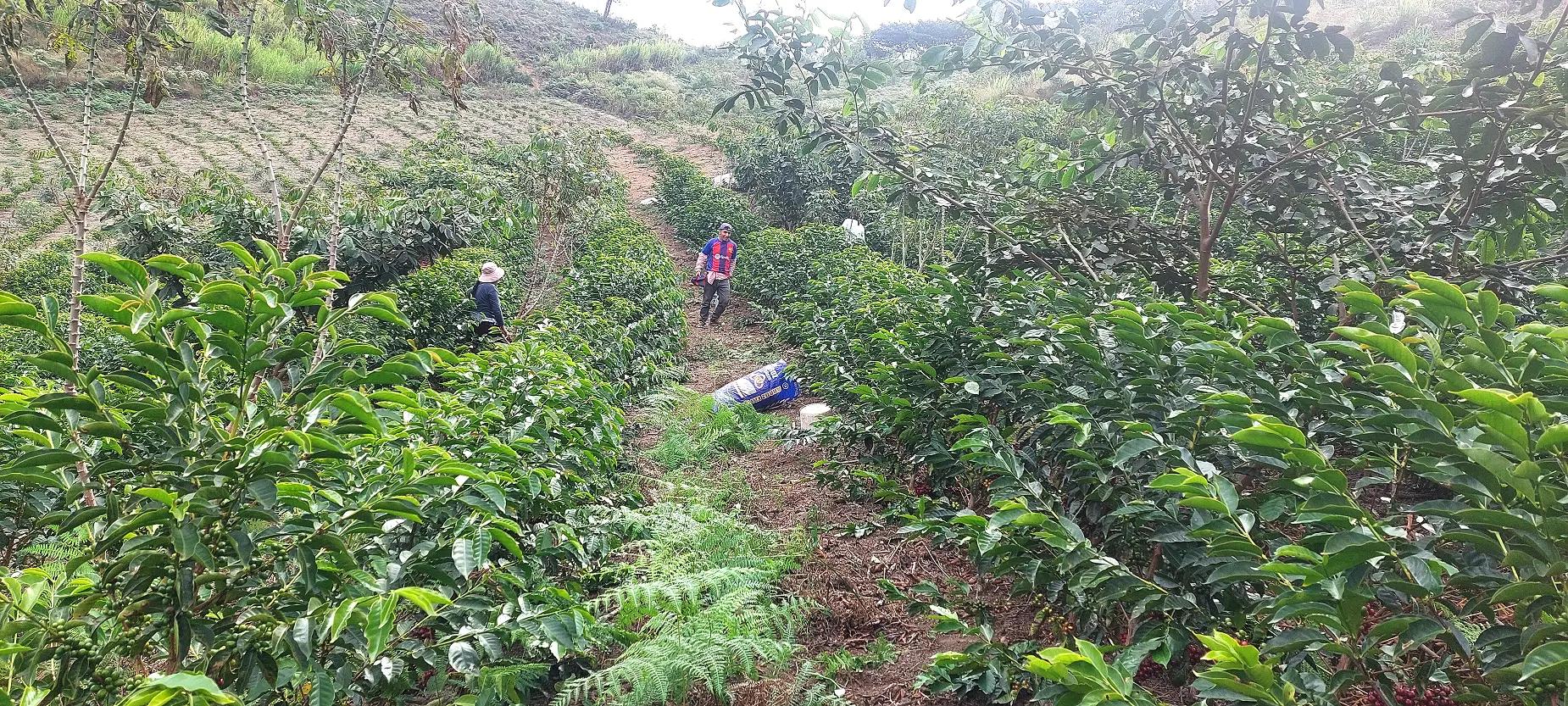 Café de Finca: Un Momento de Felicidad